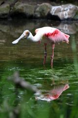 Naturzoo Rheine