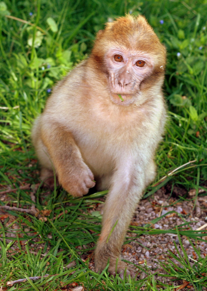 Naturzoo Rheine 2007