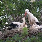 Naturzoo Rheine