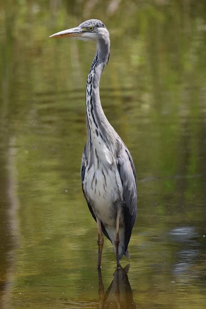 Naturzoo Rheine