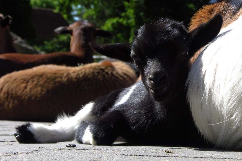 Naturzoo Rheine 4