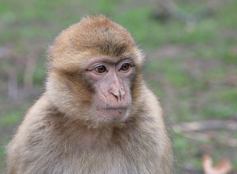 Naturzoo Rheine