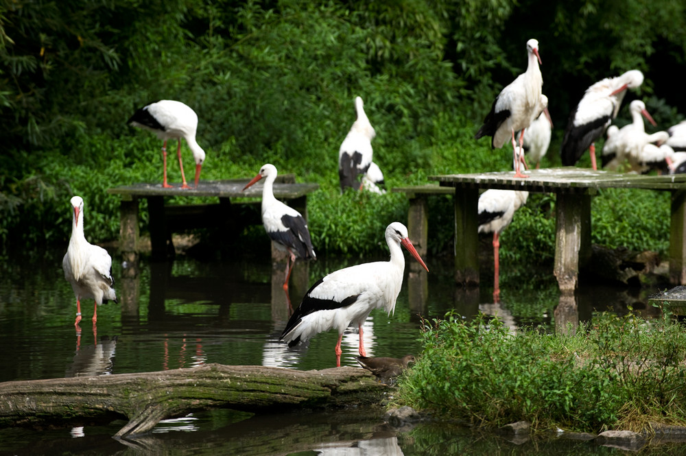 NaturZoo Rheine