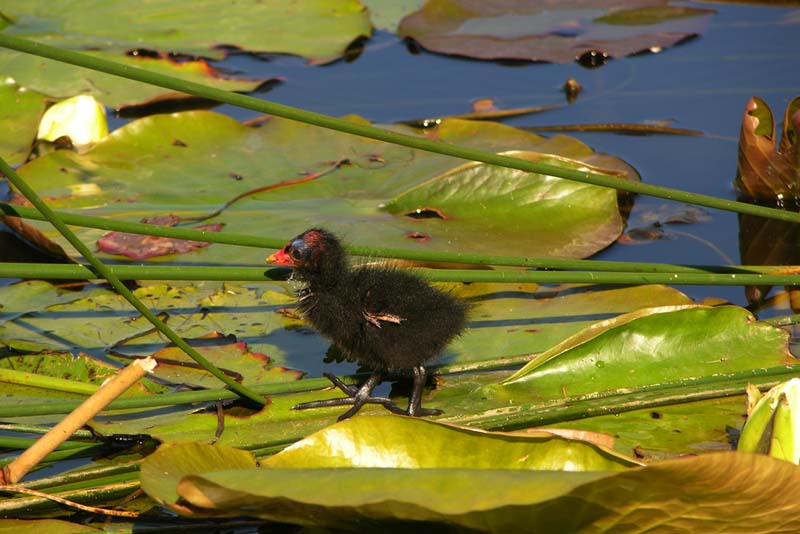 Naturzoo Rheine 6