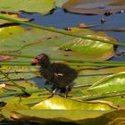 Naturzoo Rheine 6