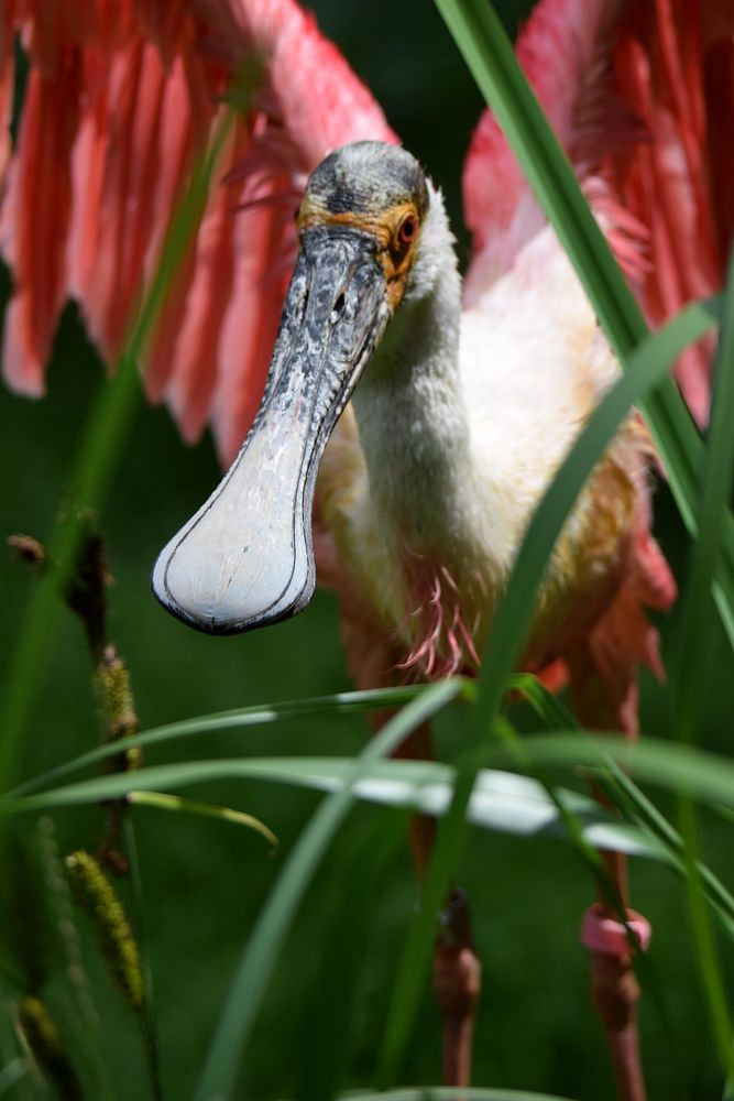 Naturzoo Rheine