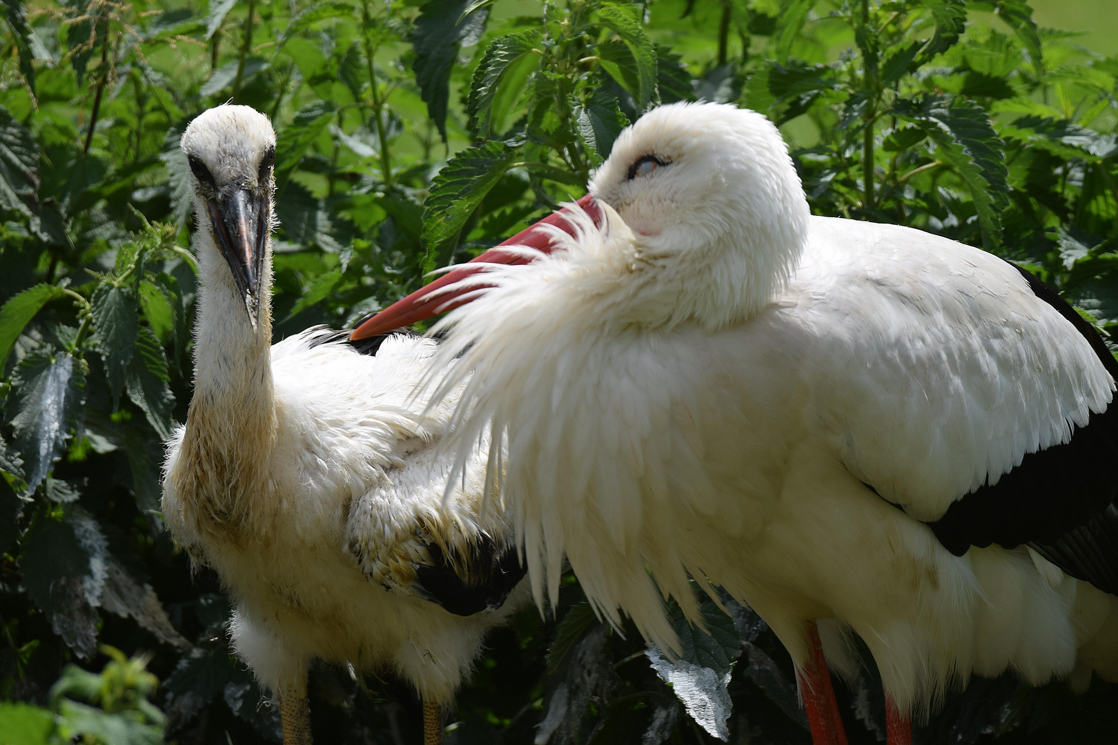 Naturzoo Rheine