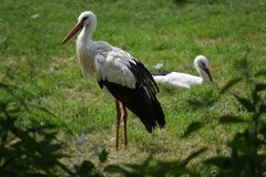 Naturzoo Rheine