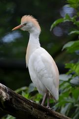 Naturzoo Rheine