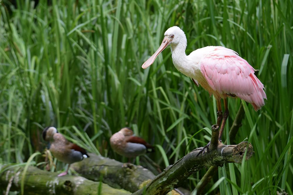 Naturzoo Rheine