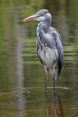 Naturzoo Rheine