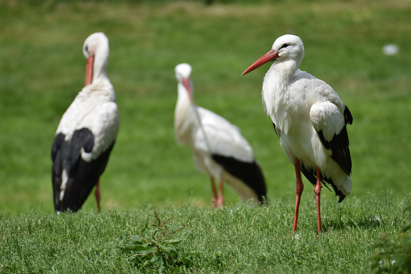 Naturzoo Rheine