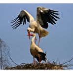 Naturzoo Rheine Störche beim Liebesakt.