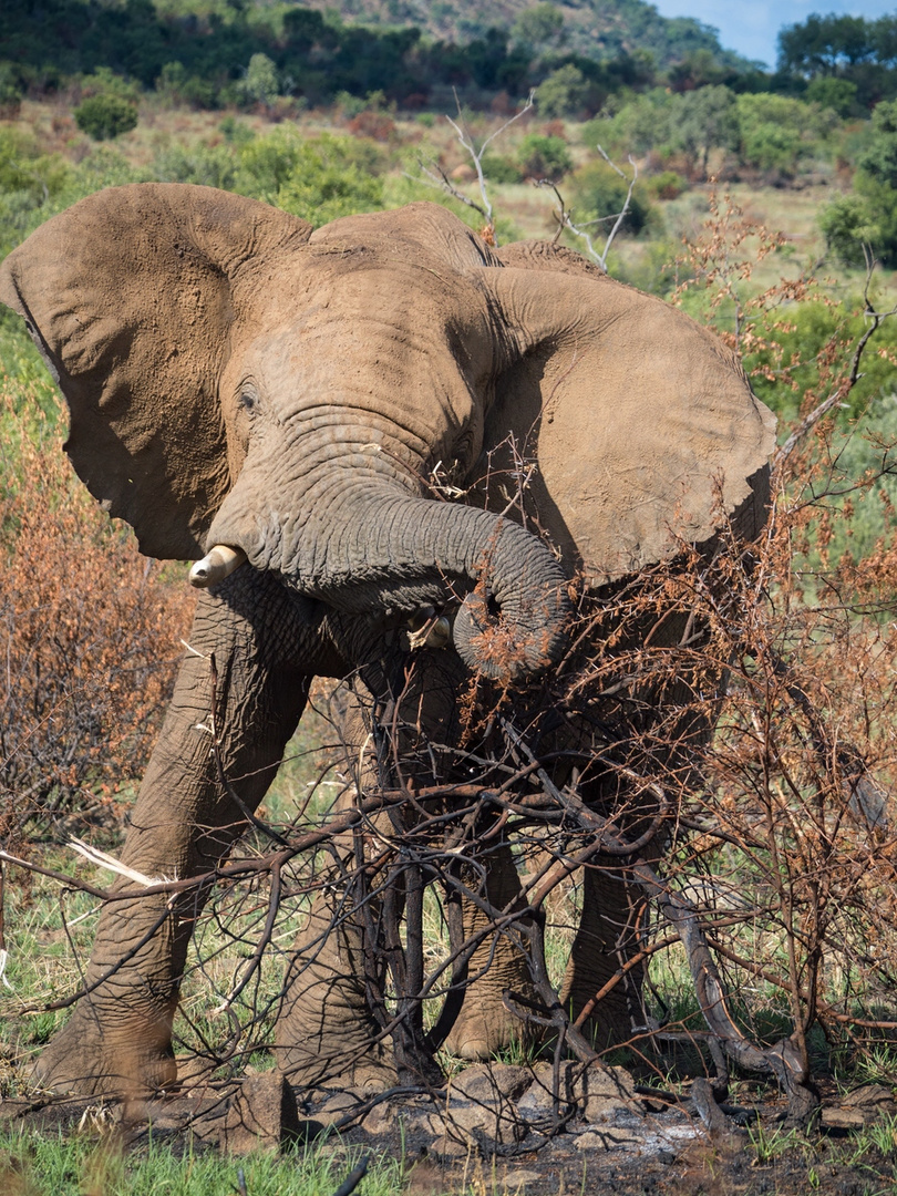 naughty elefant -  Pilanesberg  - Südafrika