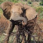 naughty elefant -  Pilanesberg  - Südafrika