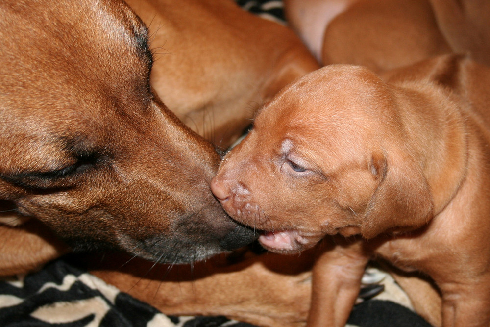 Naughty puppie is biting his mother