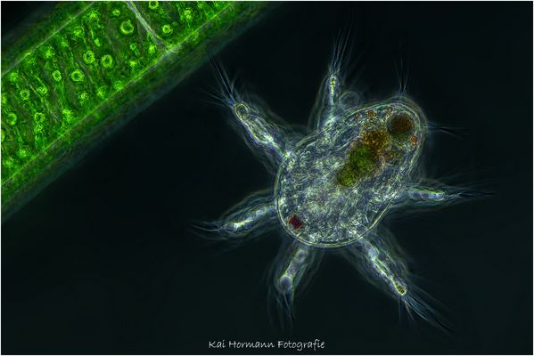 Nauplius Larve eines Ruderfußkrebses neben einer Fadenalge. (Phasenkontrast-Aufnahme)