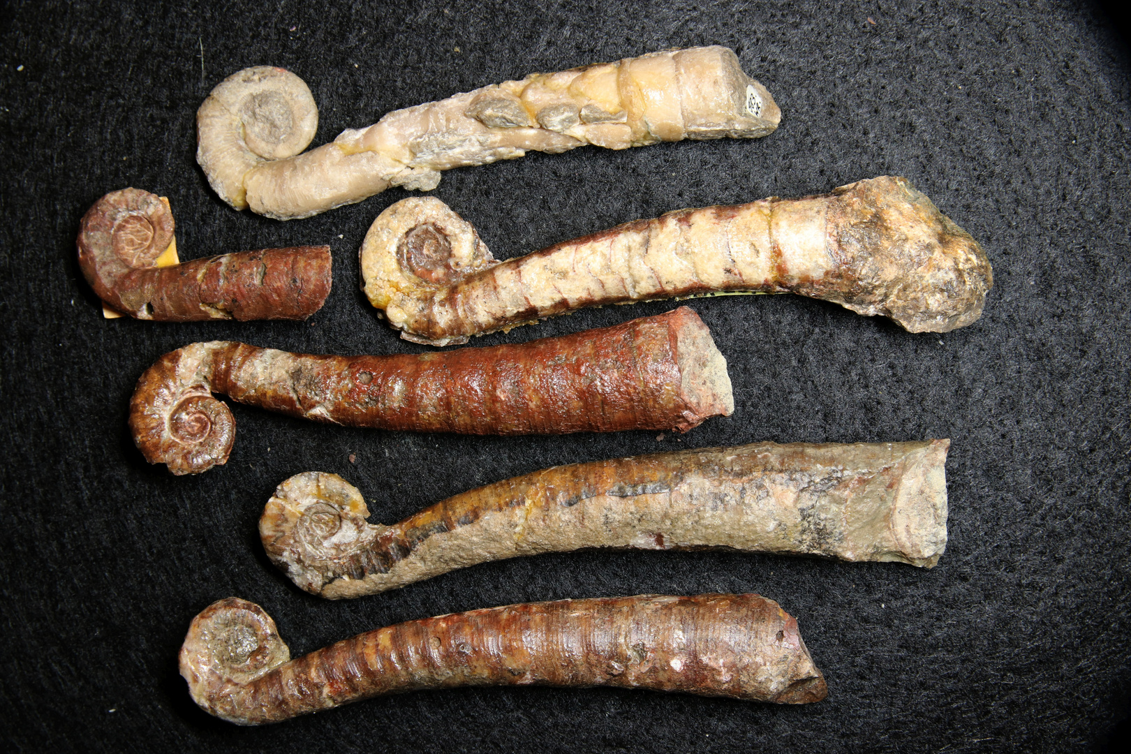 Nautiliden aus dem Ordovizium Lituites lituus Foto & Bild sonstiges