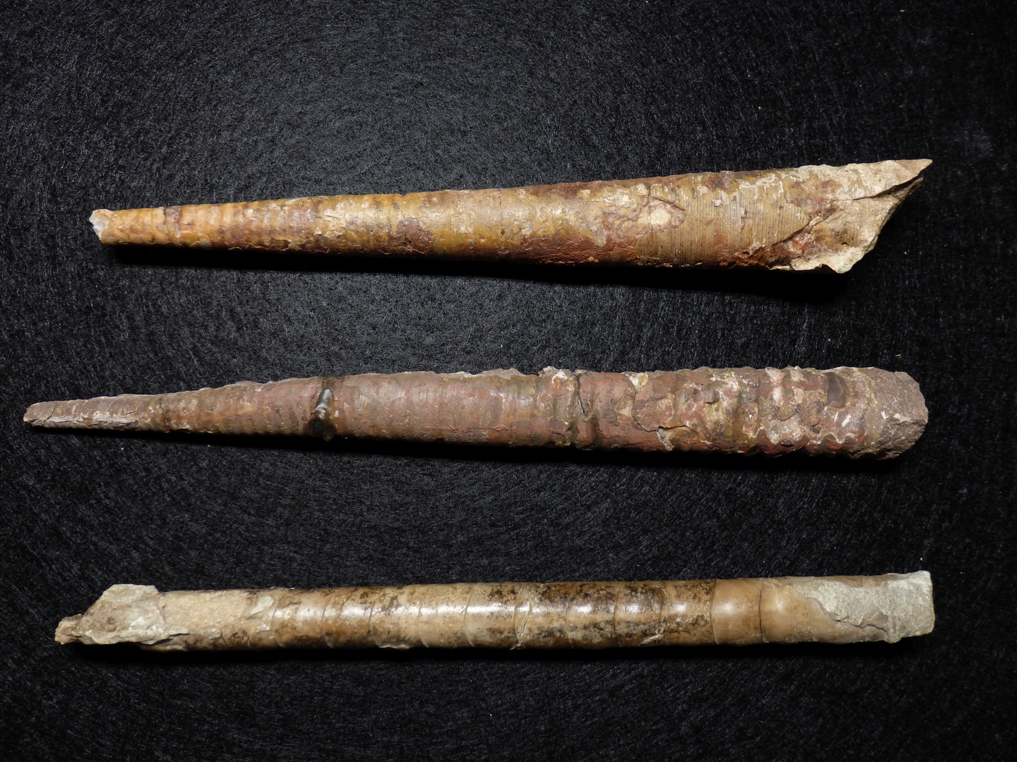 Nautiloide aus dem Ordovizium Endoceras sp. Foto & Bild sonstiges