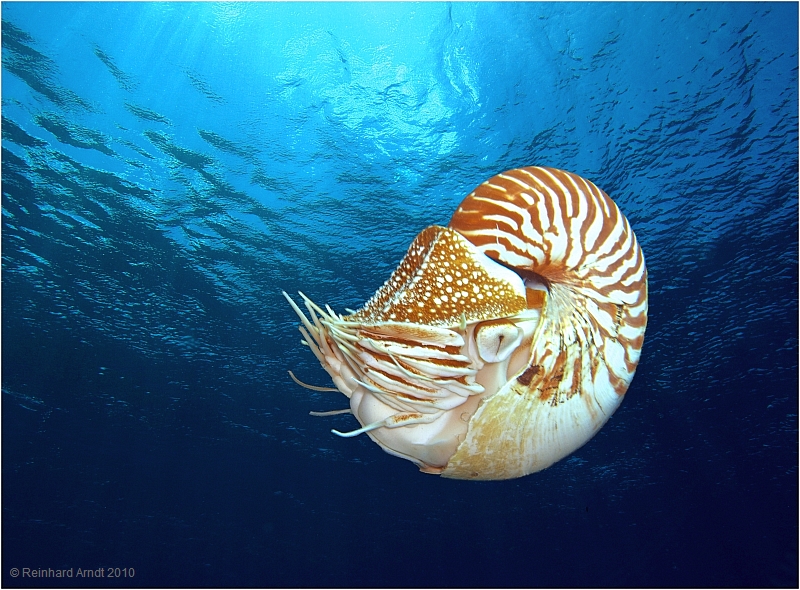 Nautilus