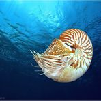 Nautilus