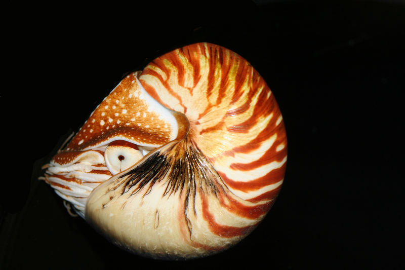 Nautilus