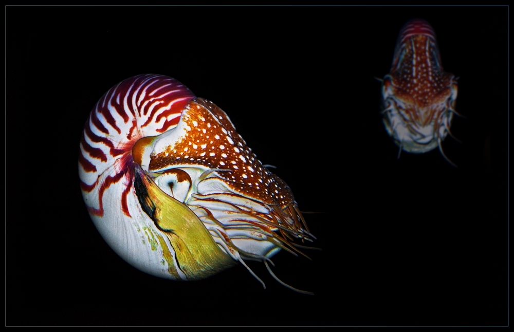 Nautilus