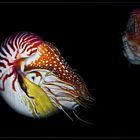 Nautilus