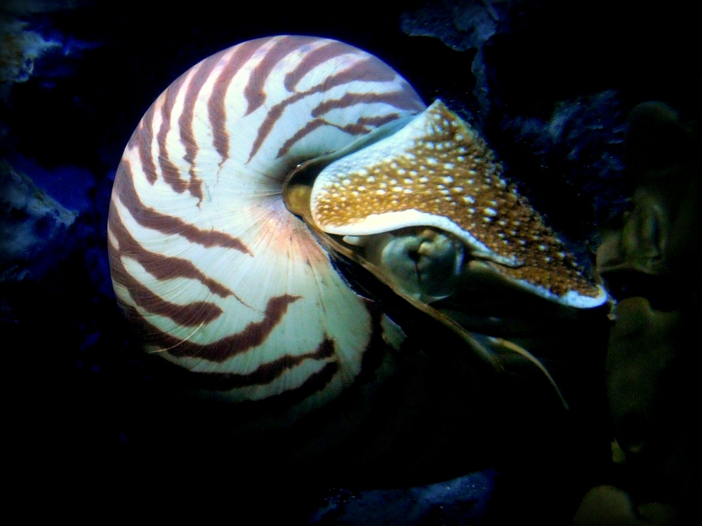 Nautilus