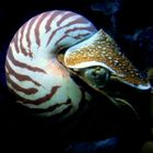 Nautilus