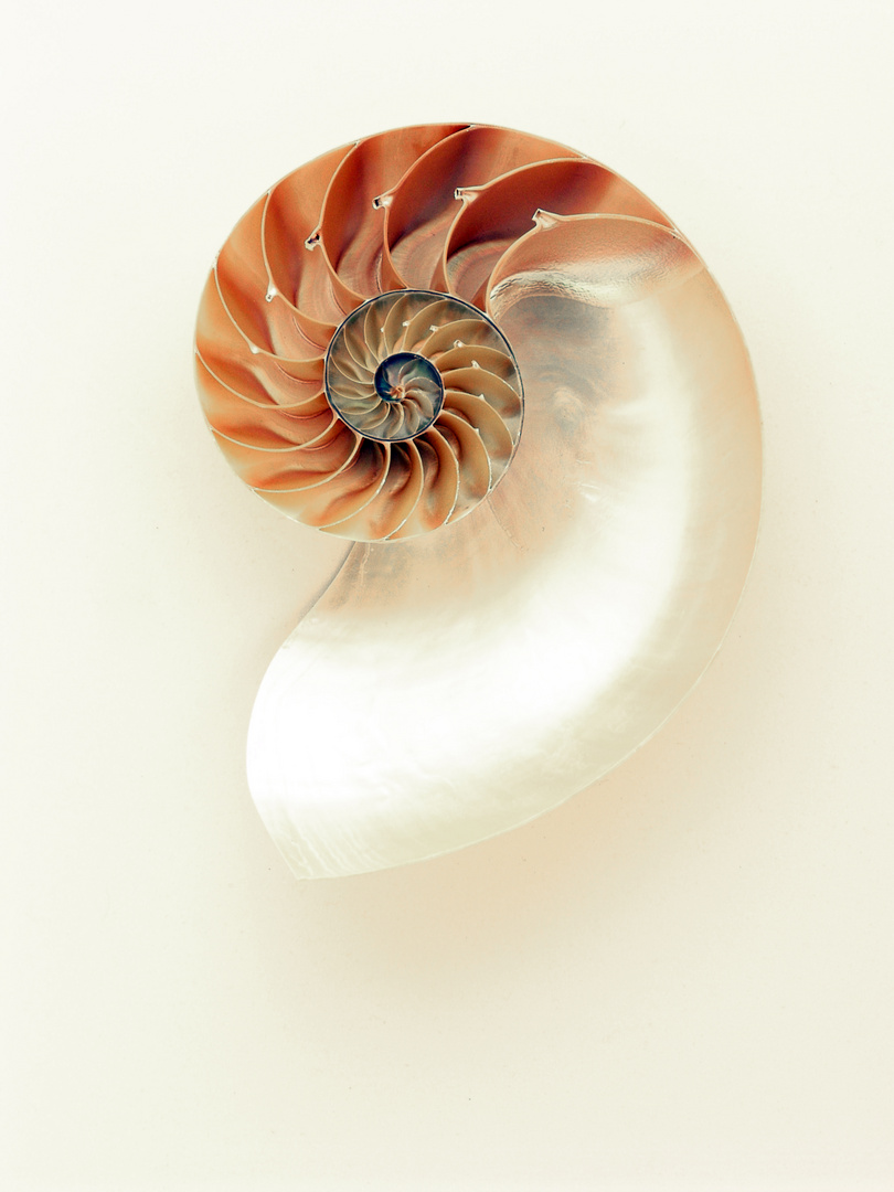 Nautilus