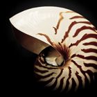 Nautilus