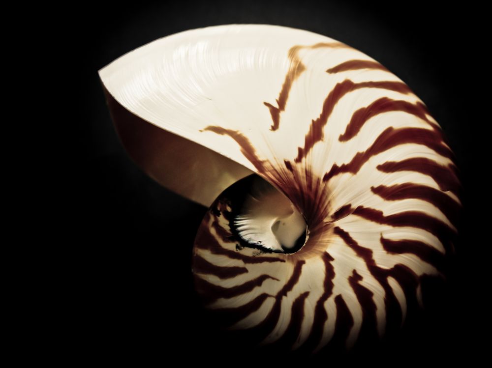 Nautilus