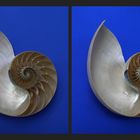 Nautilus