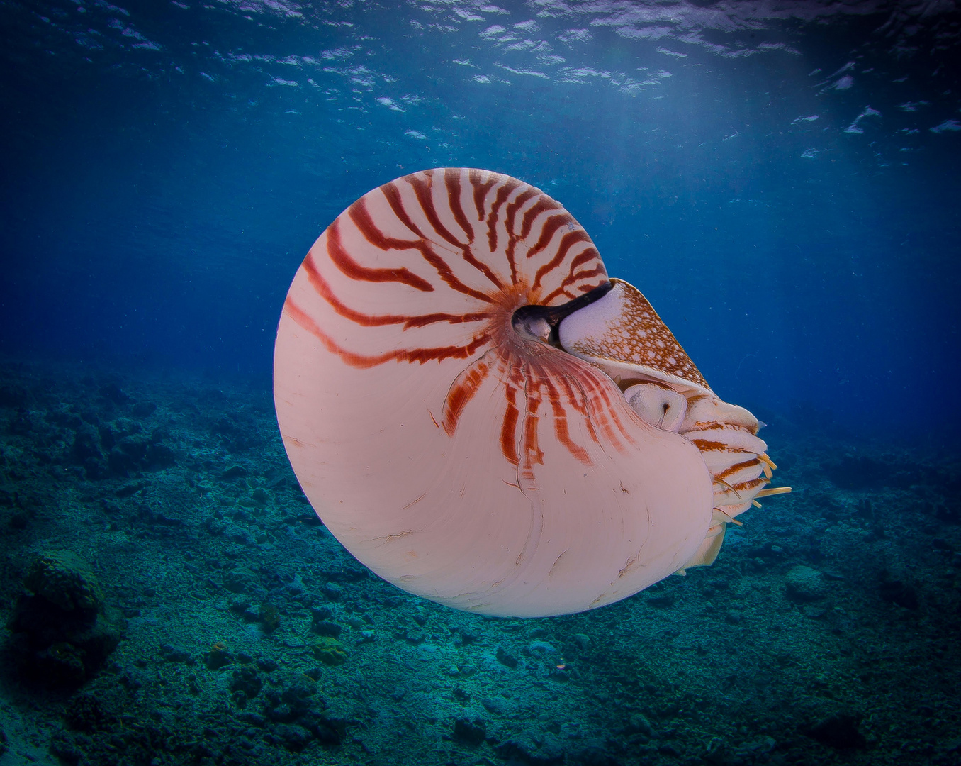 Nautilus