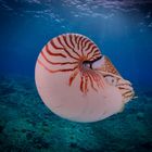 Nautilus