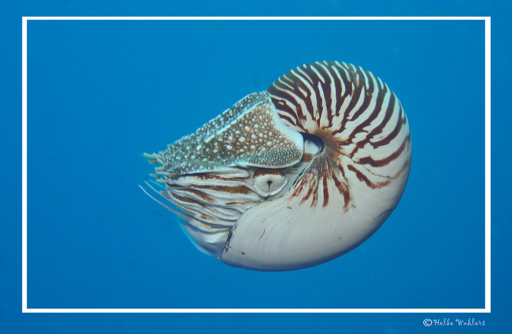 Nautilus