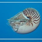 Nautilus