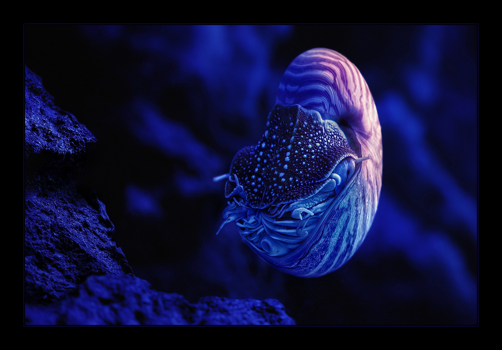 Nautilus