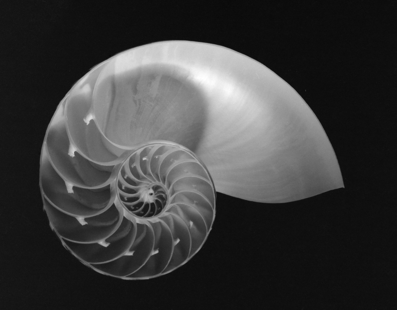 Nautilus