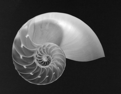 Nautilus