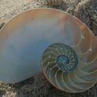 Nautilus at Head of the Meadow Beach, Truro (Cape Cod), MA