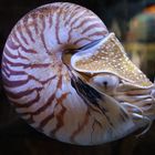 Nautilus...