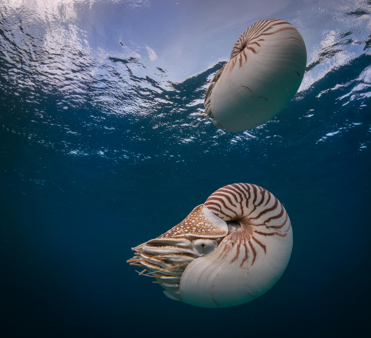 Nautilus Duett Variante I