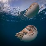 Nautilus Duett Variante I