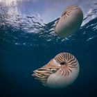 Nautilus Duett Variante I