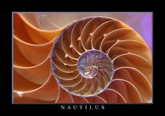 Nautilus