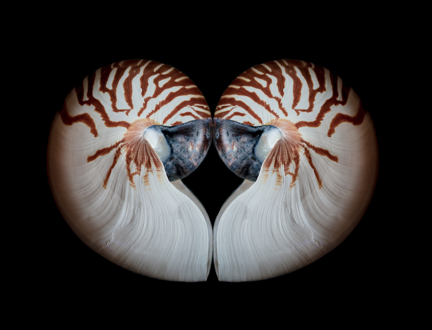 nautilus