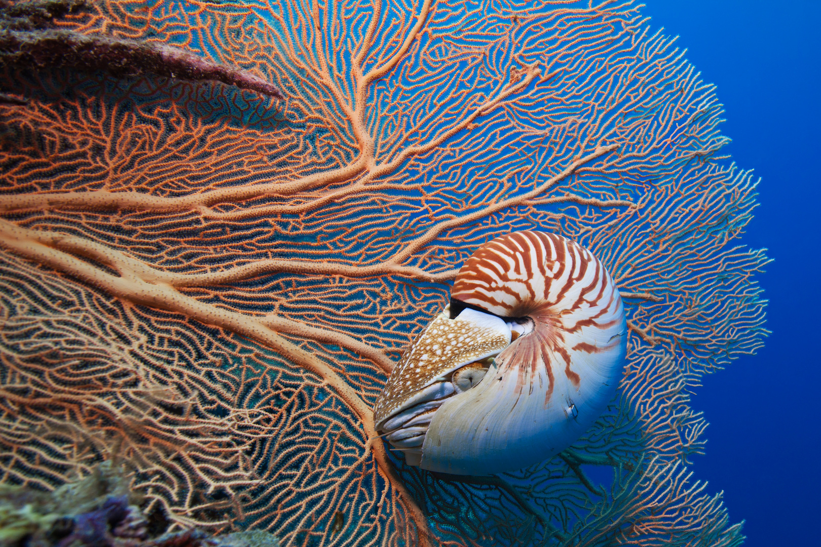 Nautilus in Palau