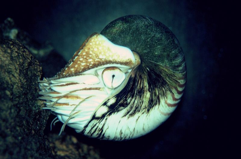 Nautilus - kein Fisch sondern Kopffüssler
